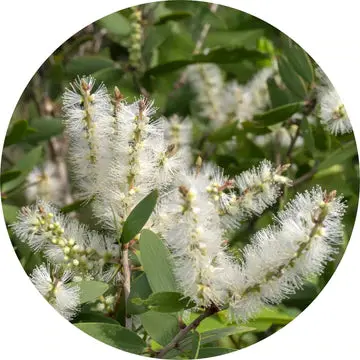 Nerolina Essential Oil - Living Libations 1