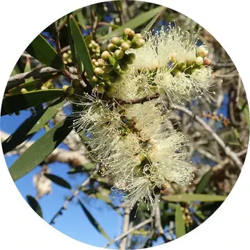 Niaouli Essential Oil - Living Libations 1