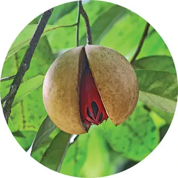Nutmeg Essential Oil - Living Libations 1