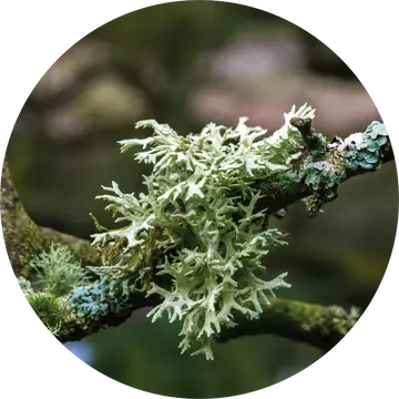 Oakmoss Absolute - Living Libations 1