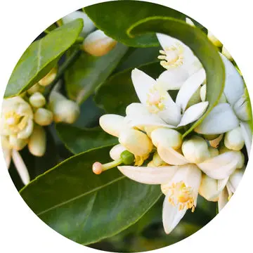 Orange Blossom Absolute - Living Libations 1