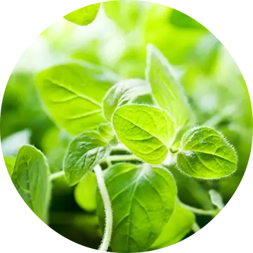 Oregano Essential Oil - Living Libations 1