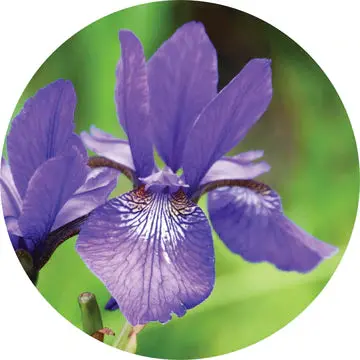 Orris Root Essential Oil 1