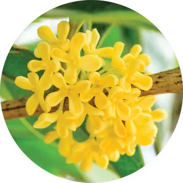 Osmanthus Absolute - Living Libations 1