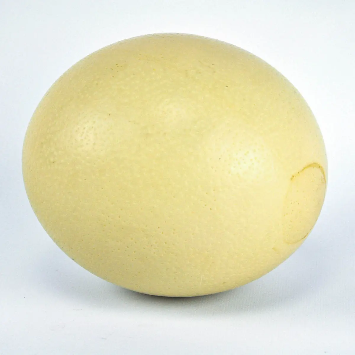 Ostrich Egg (Shell Only) 1