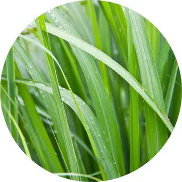 Palmarosa Essential Oil - Living Libations 1