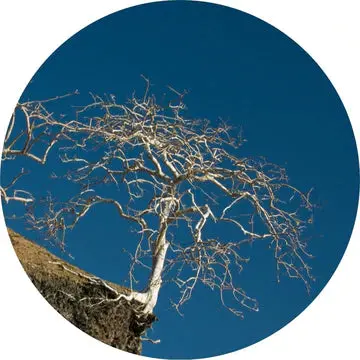 Palo Santo Essential Oil - Living Libations 1