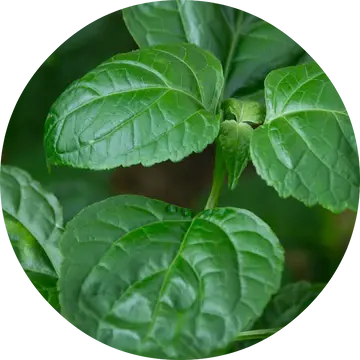 Patchouli Essential Oil - Living Libations 1