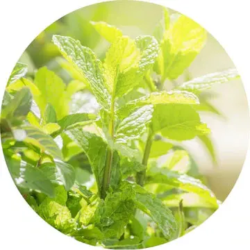 Peppermint Essential Oil - Living Libations 1