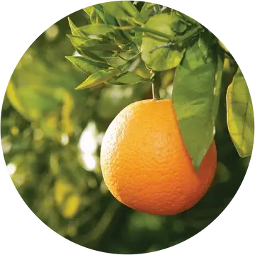 Petitgrain Essential Oil - Living Libations 1
