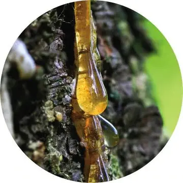 Pine Tar Absolute - Living Libations 1