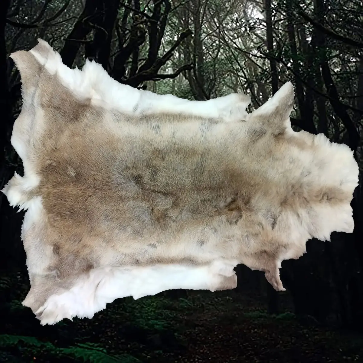 Complete And Treated Saami Reindeer Hide 1