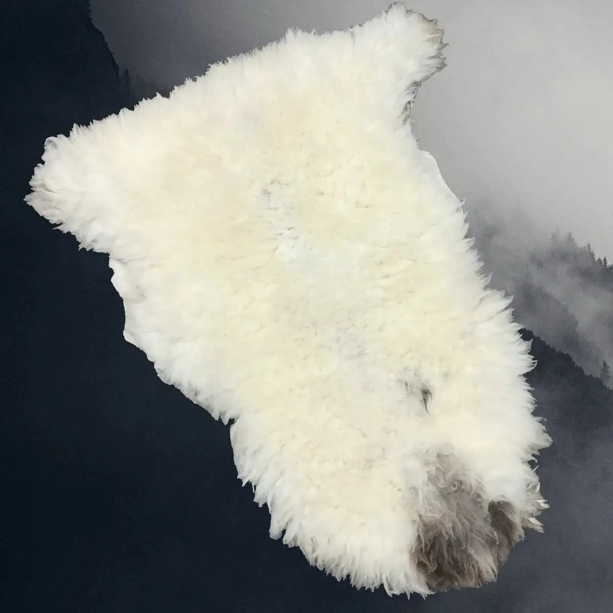 Large English Sheep Fleece  Sheep Skin 1