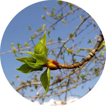 Poplar Bud Absolute - Living Libations 1