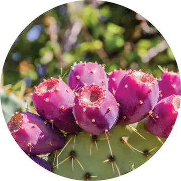 Prickly Pear Carrier Oil - Living Libations 1
