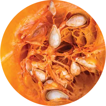 Pumpkin Seed Carrier Oil - Living Libations 1