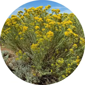 Rabbit Brush Essential Oil - Living Libations 1