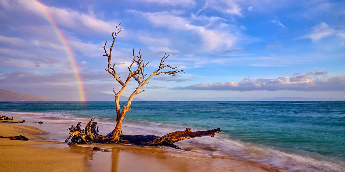 Rainbow Roots By Andrew Shoemaker 1