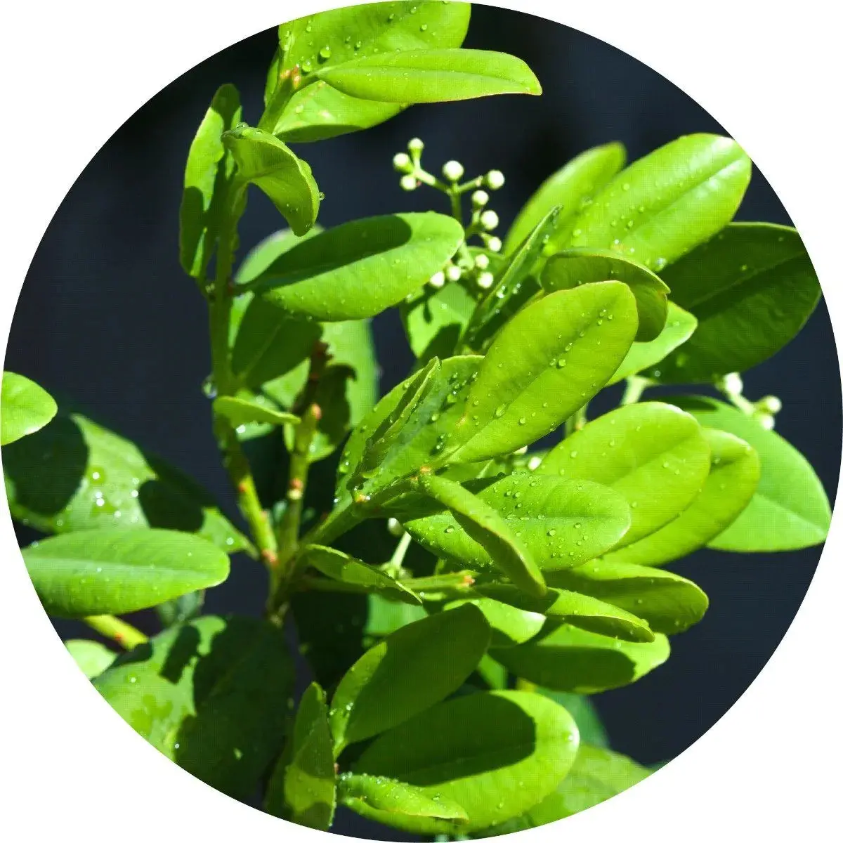 Ravensara Essential Oil - Living Libations 1