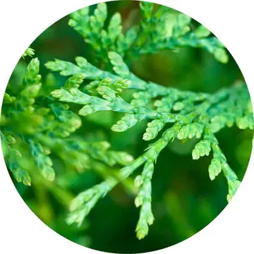Cedar Leaf, Red Essential Oil - Living Libations 1