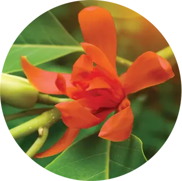 Red Champa Absolute - Living Libations 1