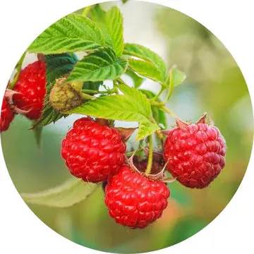 Raspberry Seed Red Carrier Oil - Living Libations 1