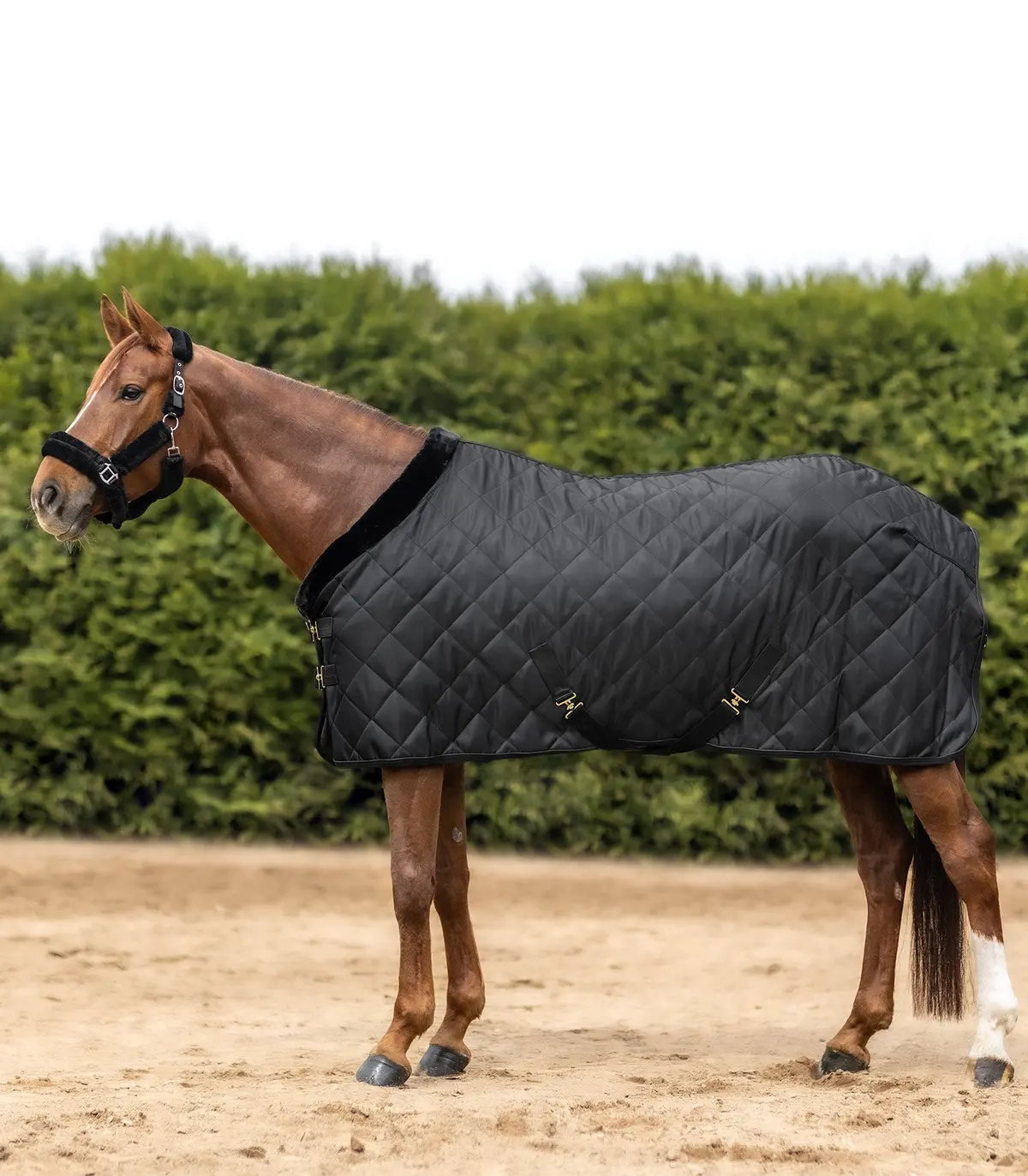 Waldhausen Exclusive Show/Stable Rug Black 1