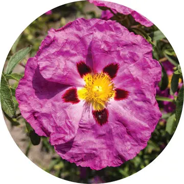 Rockrose Essential Oil - Living Libations 1