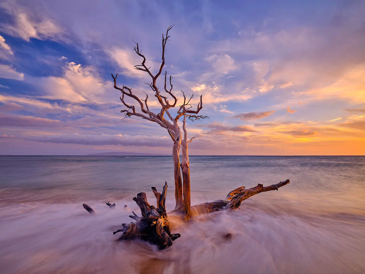 Rooted By Andrew Shoemaker 1