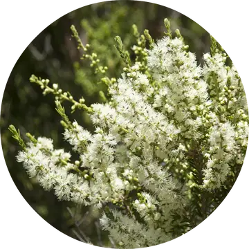 Rosalina Essential Oil - Living Libations 1