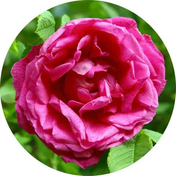 Rose Absolute - Living Libations 1