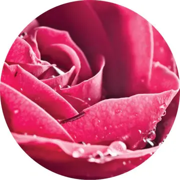 Rose Attar Essential Oil - Living Libations 1