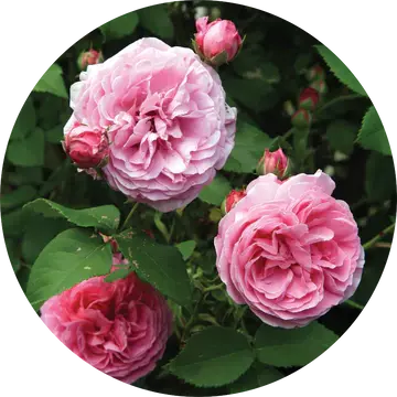 Rose Bourbon Absolute - Living Libations 1