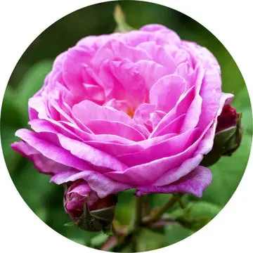 Rose De Mai Absolute - Living Libations 1