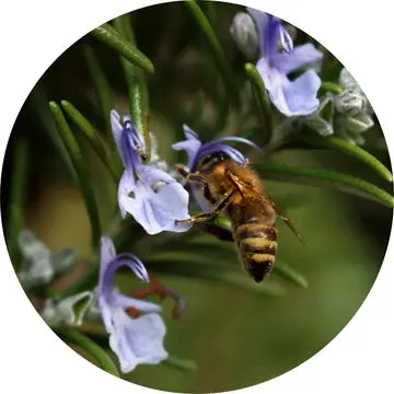 Rosemary Essential Oil - Living Libations 1