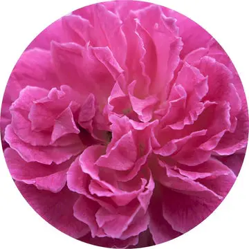 Rose Otto Essential Oil - Living Libations 1