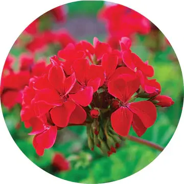 Roses Over Geranium Essential Oil - Living Libations 1