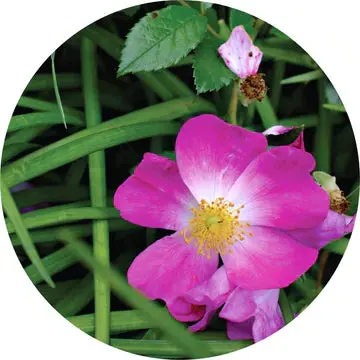 Roses Over Vetiver Essential Oil - Living Libations 1