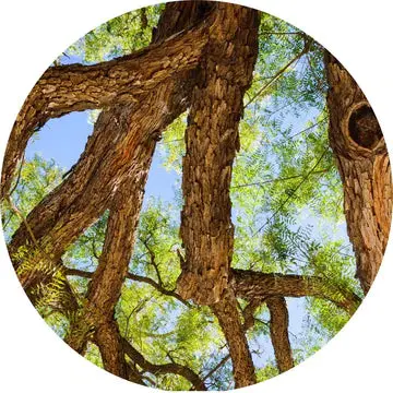 Rosewood Essential Oil - Living Libations 1