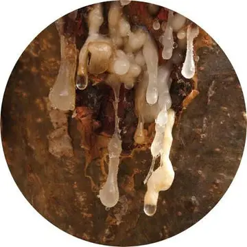 Frankincense Royal Hojari Essential Oil - Living Libations 1