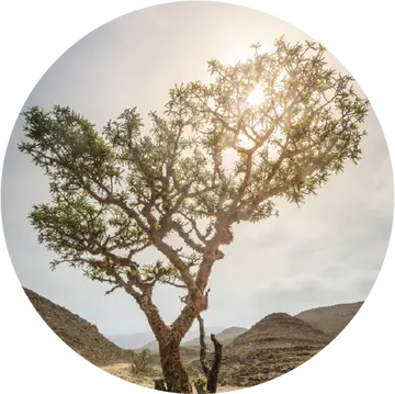 Frankincense Sacred Sacra Essential Oil - Living Libations 1