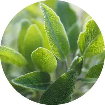 Sage Essential Oil - Living Libations 1