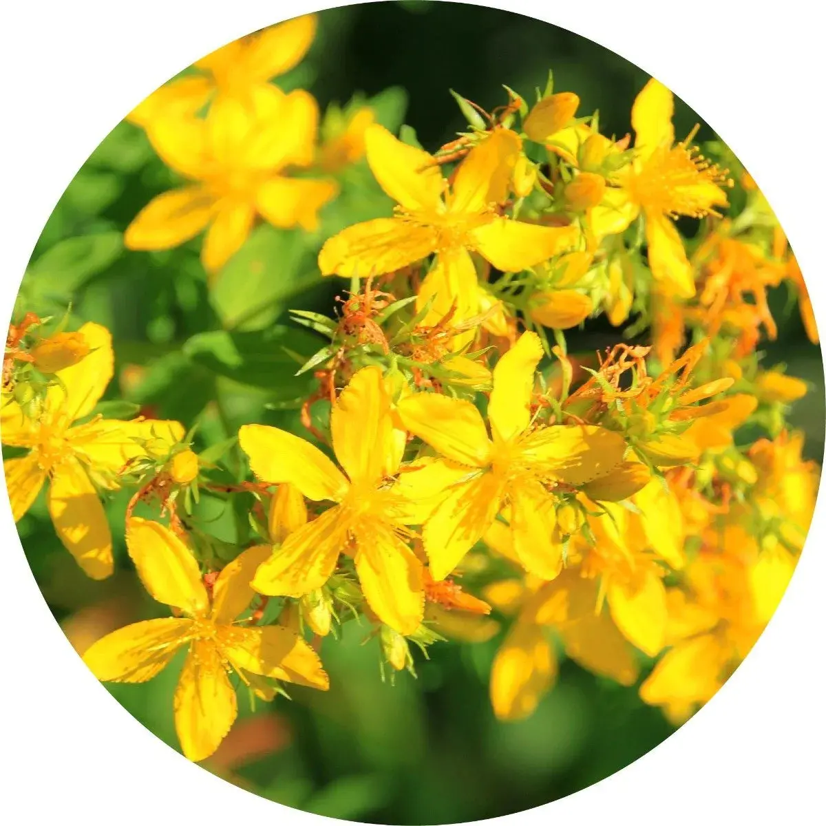 Saint Johnswort Carrier Oil 100Ml - Living Libations 1