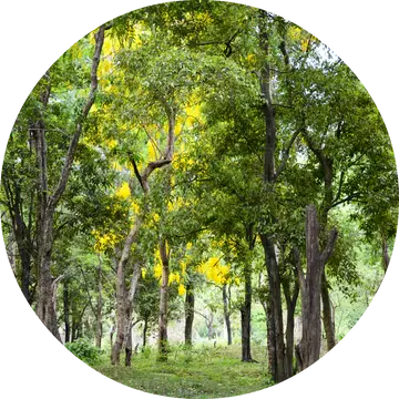 Sandalwood Essential Oil - Living Libations 1