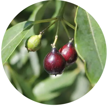 Sandalwood Nut Carrier Oil - Living Libations 1