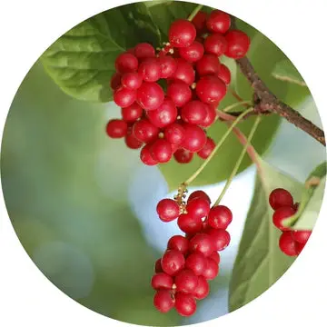 Schizandra Berry Essential Oil - Living Libations 1