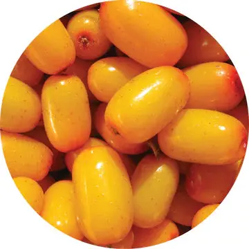 Seabuckthorn Berry Essential Oil - Living Libations 1