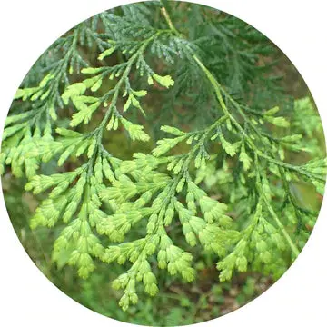 Siam Wood Essential Oil - Living Libations 1