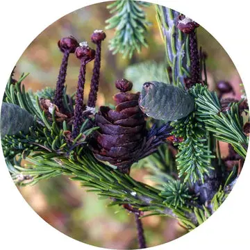 Fir, Siberian Essential Oil - Living Libations 1