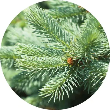 Fir Silver Essential Oil - Living Libations 1